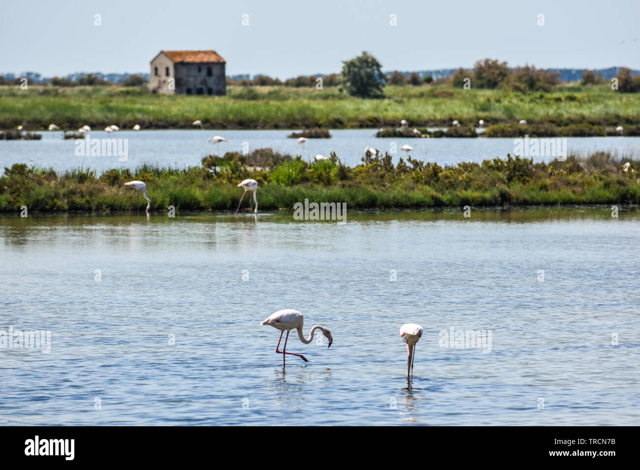 Pink Flamingos in the protected biosphere area. Delta del Po park, Comacchio, Emilia-Romagna, Italy. June 2019 Stock Photo