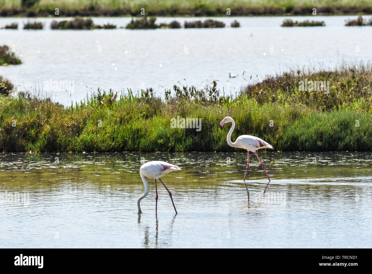 Pink Flamingos in the protected biosphere area. Delta del Po park, Comacchio, Emilia-Romagna, Italy. June 2019 Stock Photo