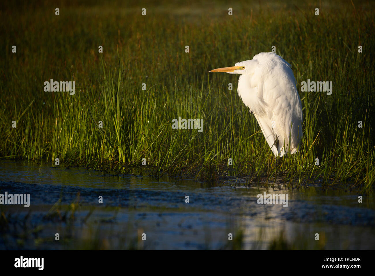 A Great Egret hunts at sunrise in Hot Creek near the town of Mammoth Lakes, in the sierra mountains of California. Hot Creek is a river that is geothe Stock Photo