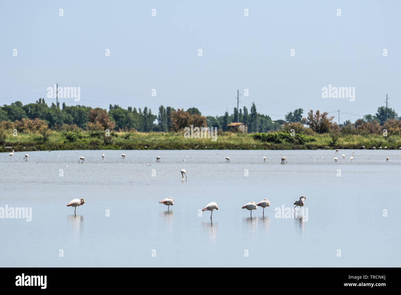 Pink Flamingos in the protected biosphere area. Delta del Po park, Comacchio, Emilia-Romagna, Italy. June 2019 Stock Photo
