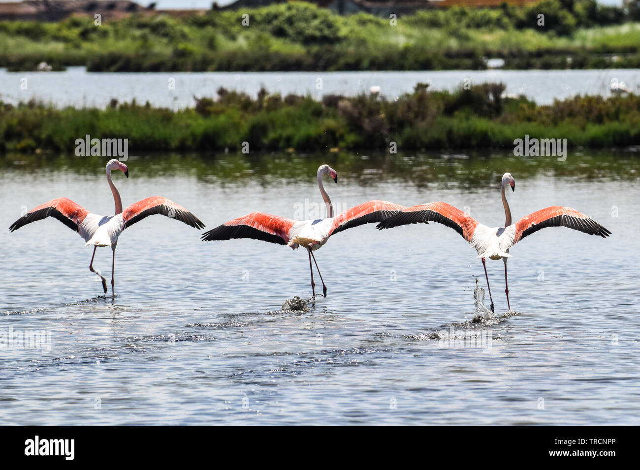 Pink Flamingos in the protected biosphere area. Delta del Po park, Comacchio, Emilia-Romagna, Italy. June 2019 Stock Photo