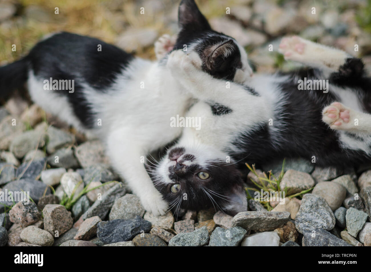 Zwei junge Katzen spielen draußen Stock Photo