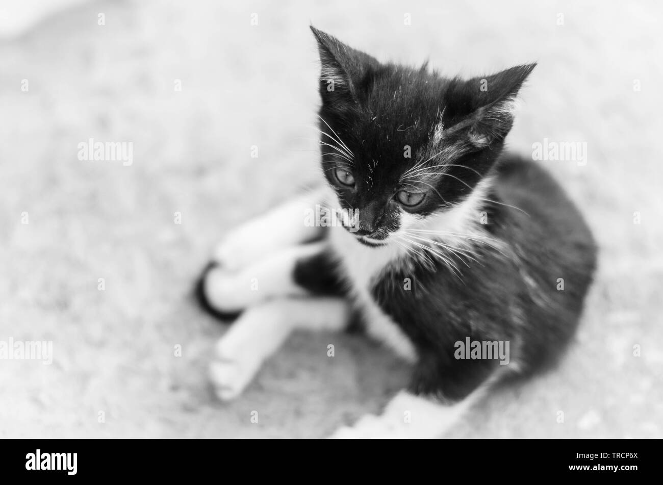 Liegende Jungkatze in Schwarz-Weiß Stock Photo