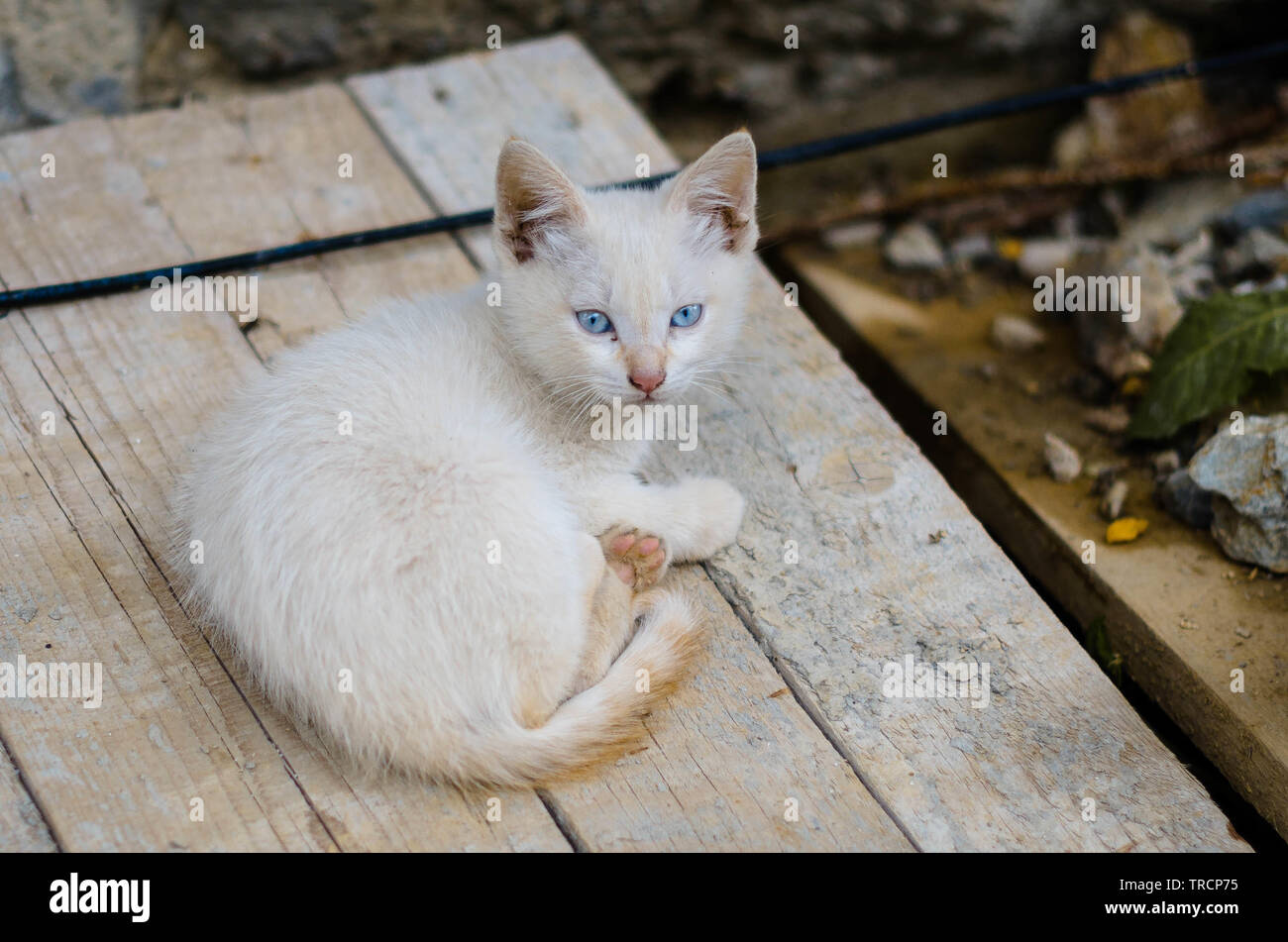 Aufmerksame junge Katze Stock Photo