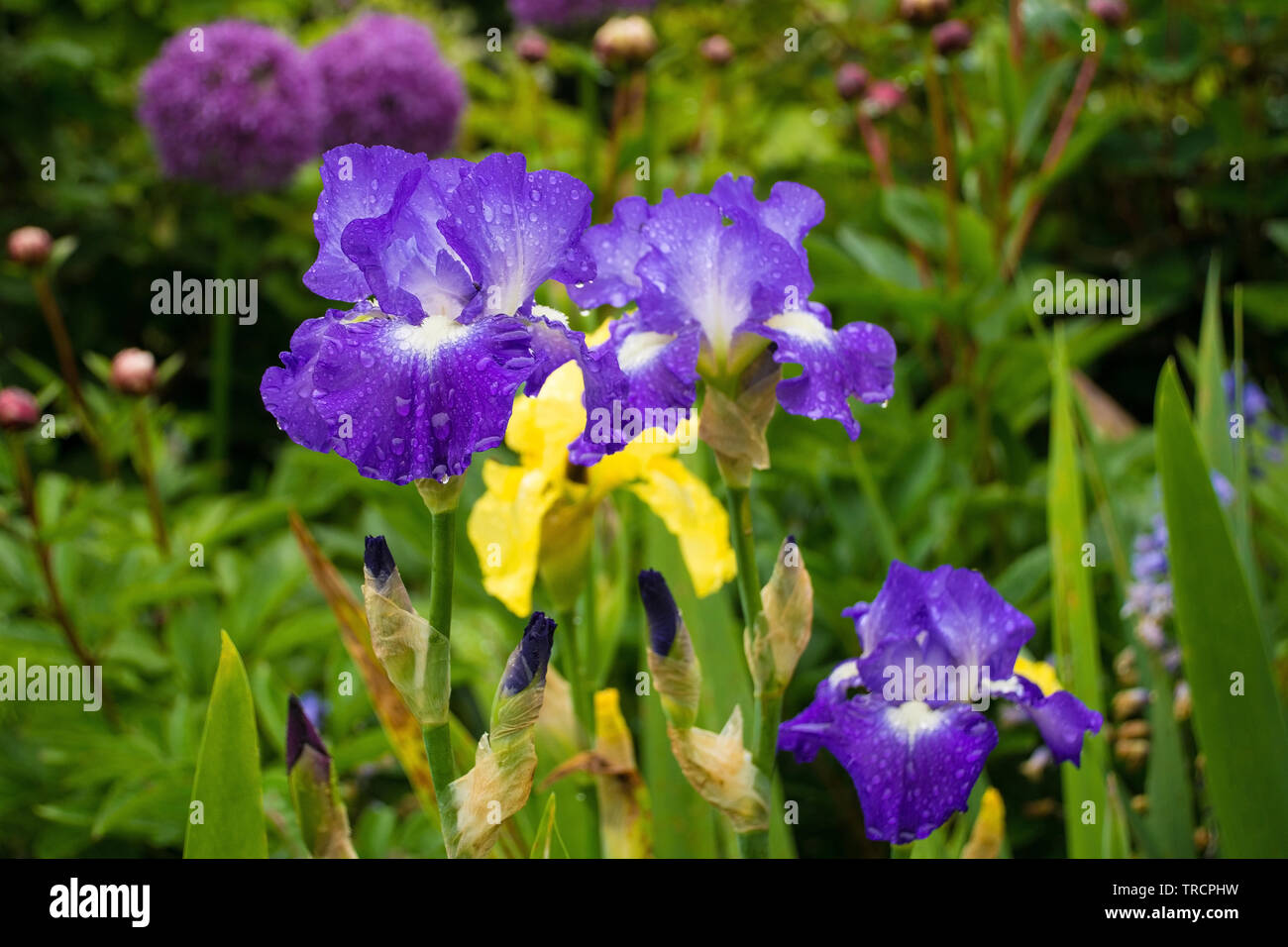 Blue and white irises growing in a garden in north east Italy. The