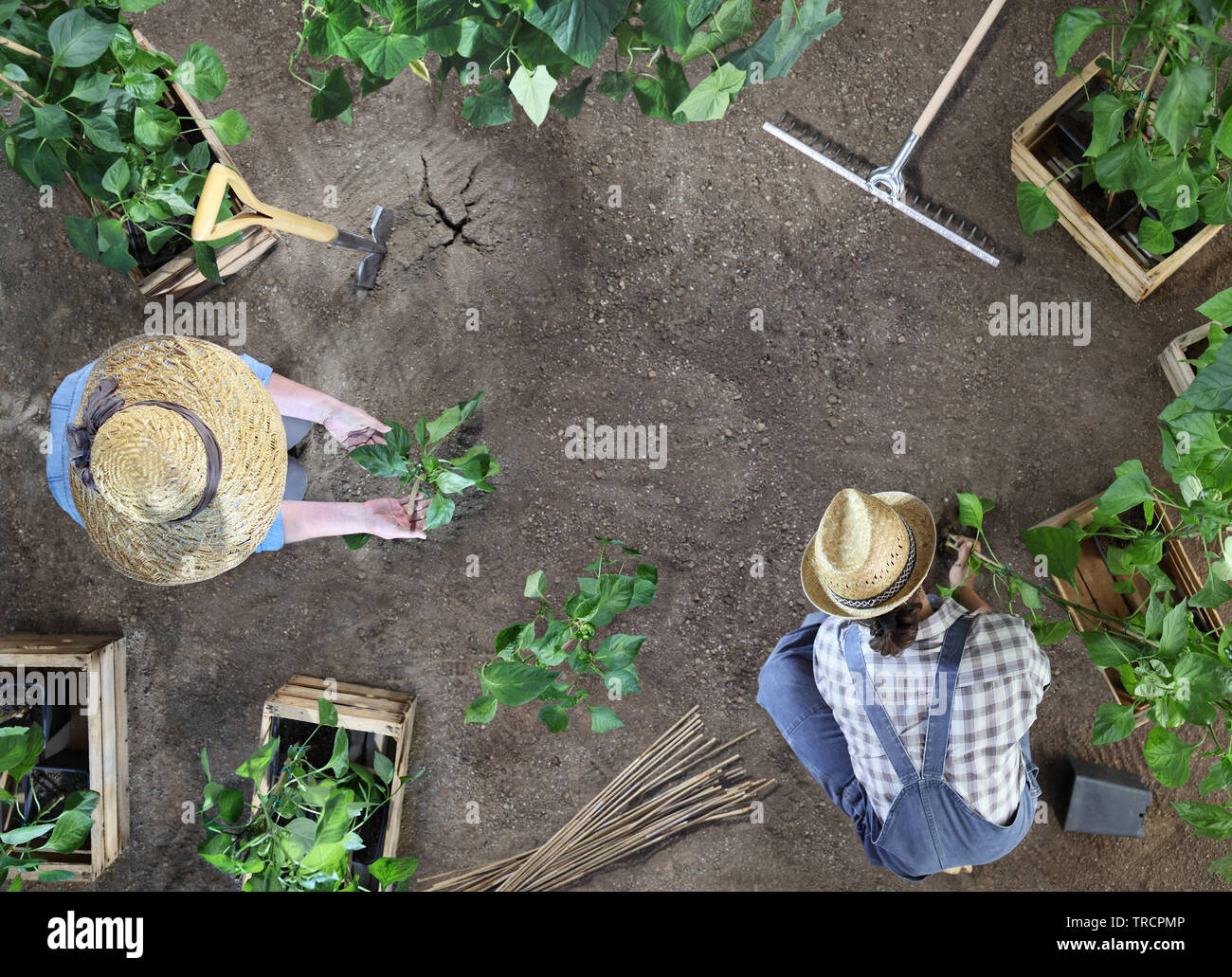 man and woman together gardening work in the vegetable garden, place a ...