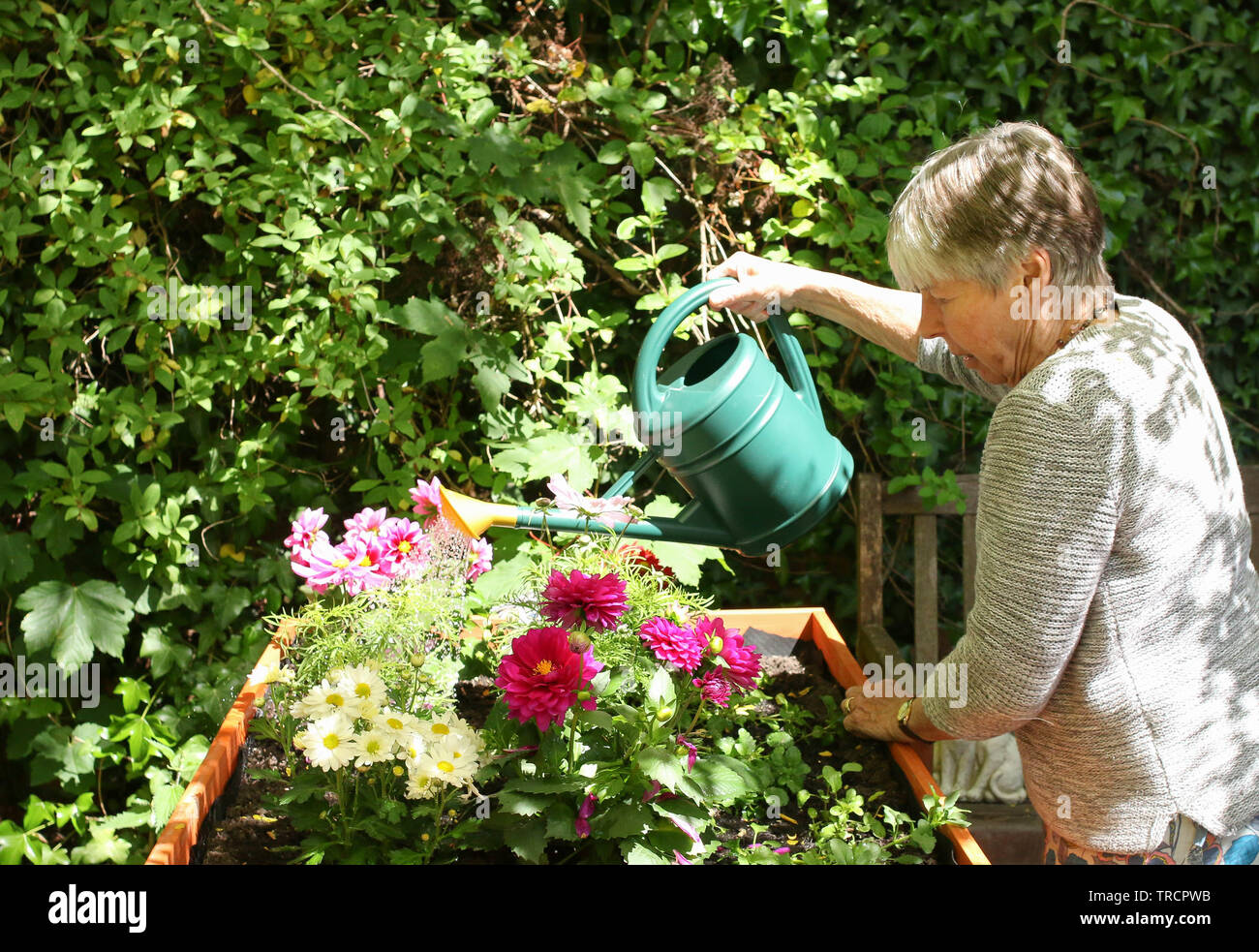 Elderly woman watering flowers in garden Stock Photo - Alamy