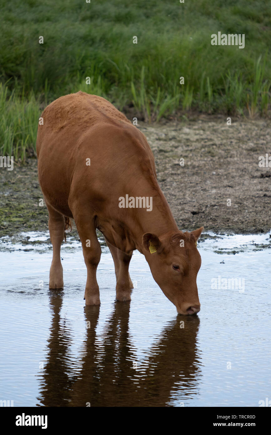 Devon cows drinking from river Stock Photo