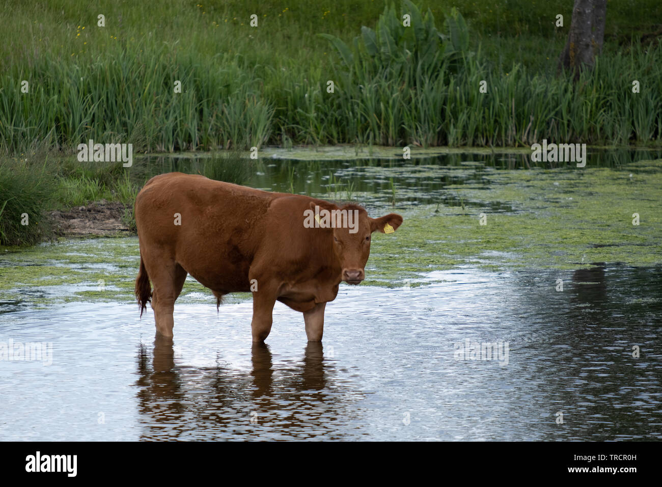 Devon cows drinking from river Stock Photo