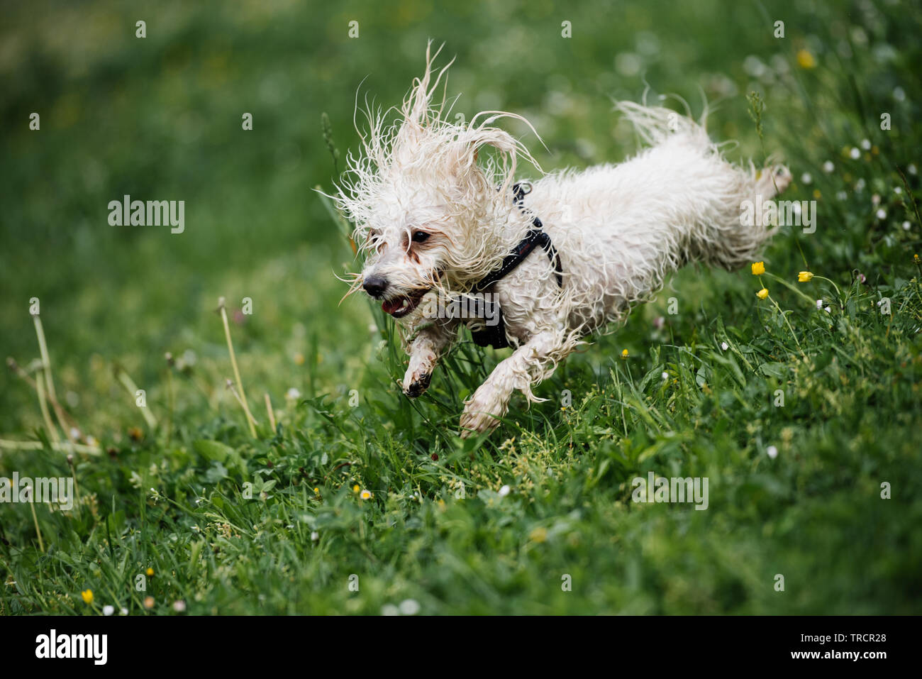 Wet maltese hot sale