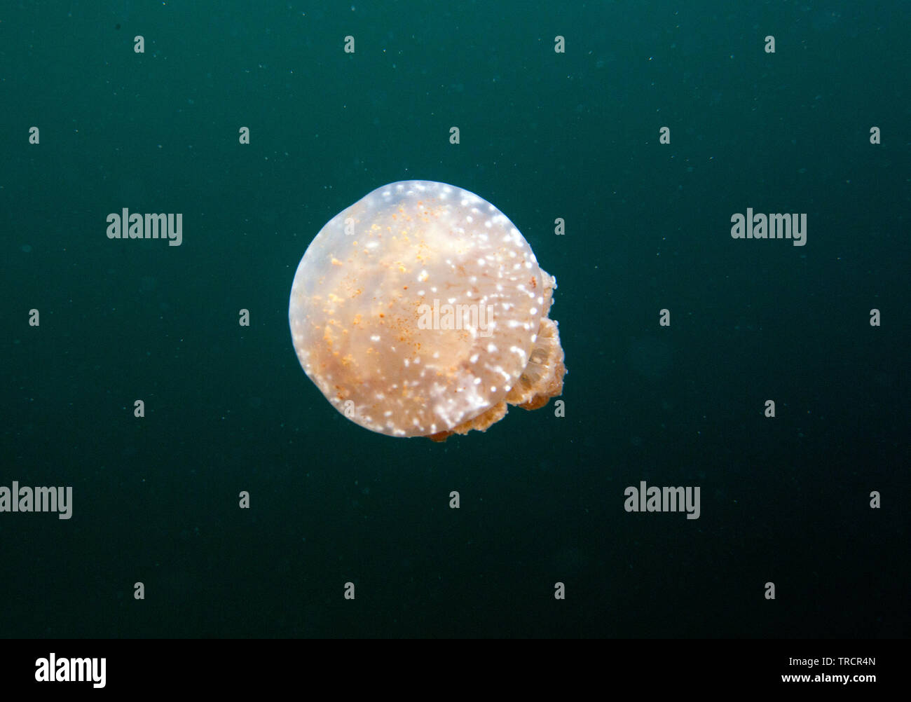 A Jellyfish in a lagoon in Togian islands, Indonesia Stock Photo Alamy