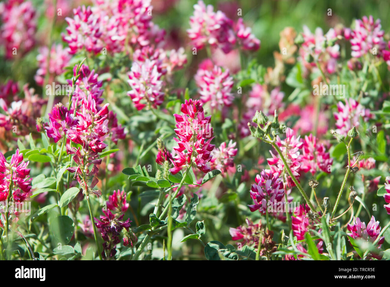 pink flowers of Sulla with which an excellent honey is produced in Sicily, Italy Stock Photo