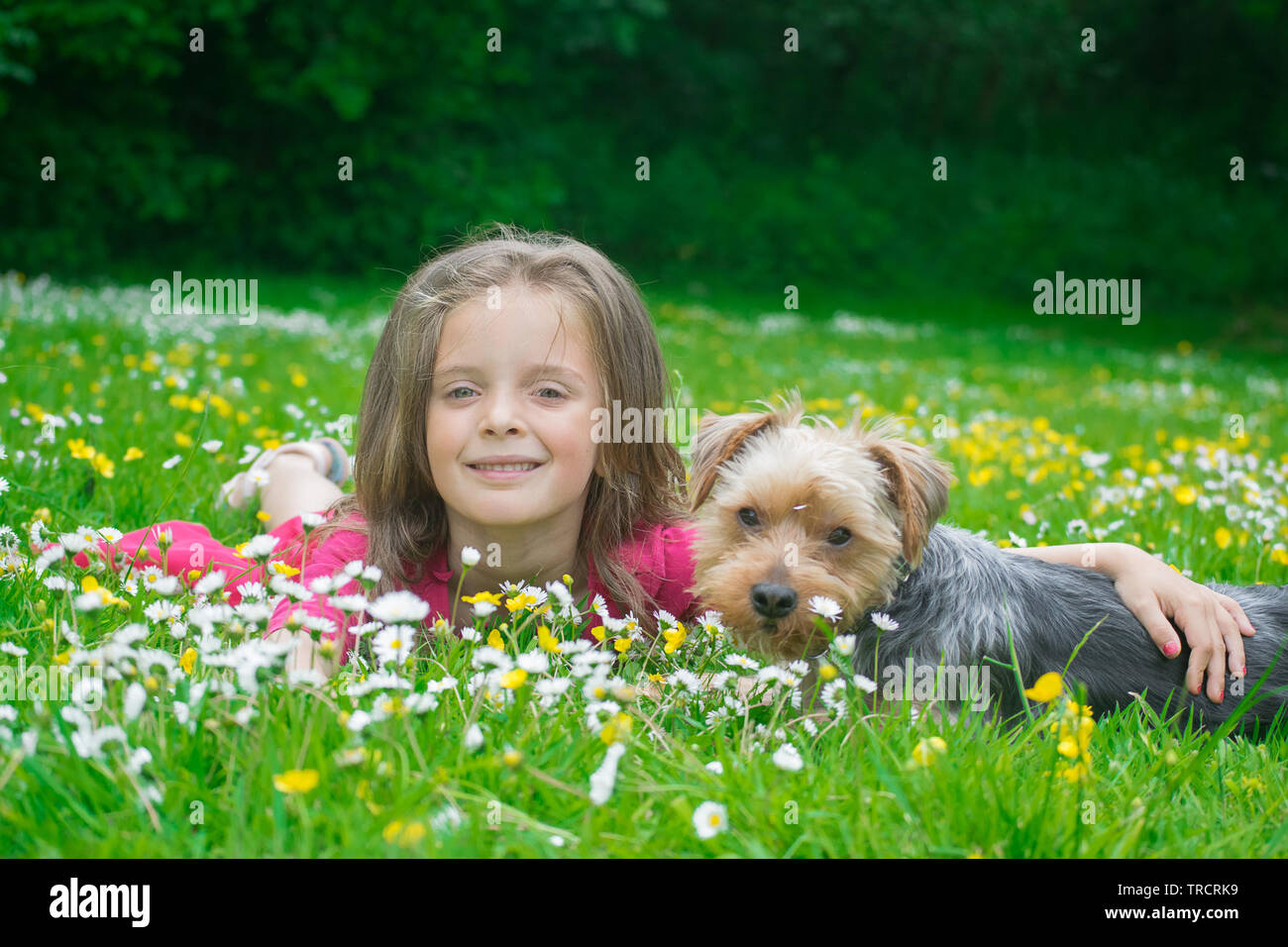 Little girl and pet dog laying in a field of daisies in the park. Stock Photo