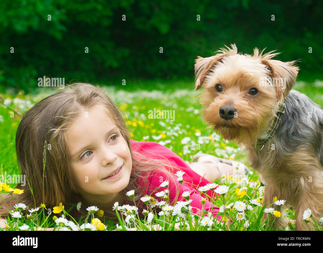 Little girl and pet dog laying in a field of daisies in the park. Stock Photo