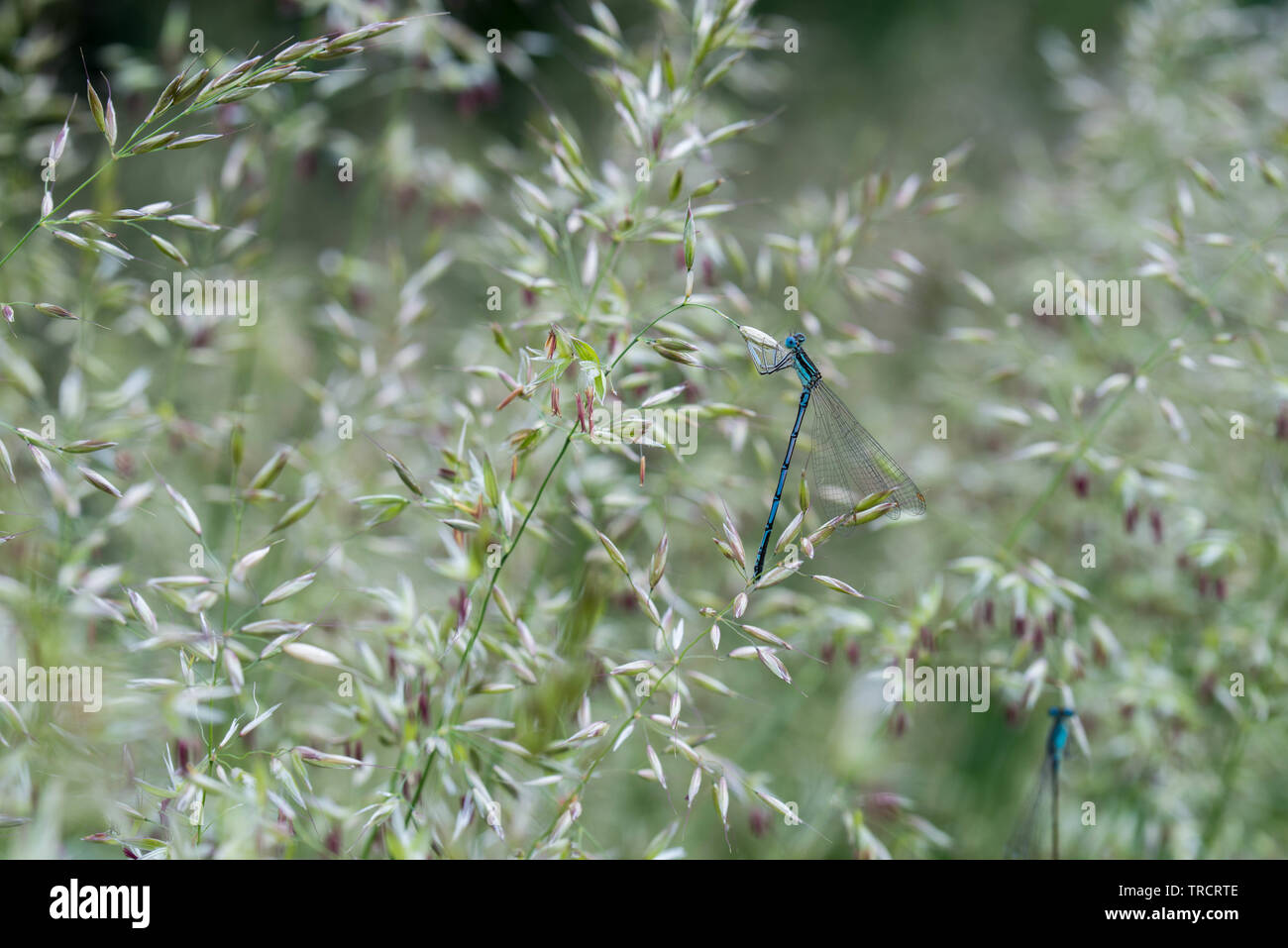 Agrostis capillaris (common bent, colonial bent, browntop) flowering grass closeup Stock Photo