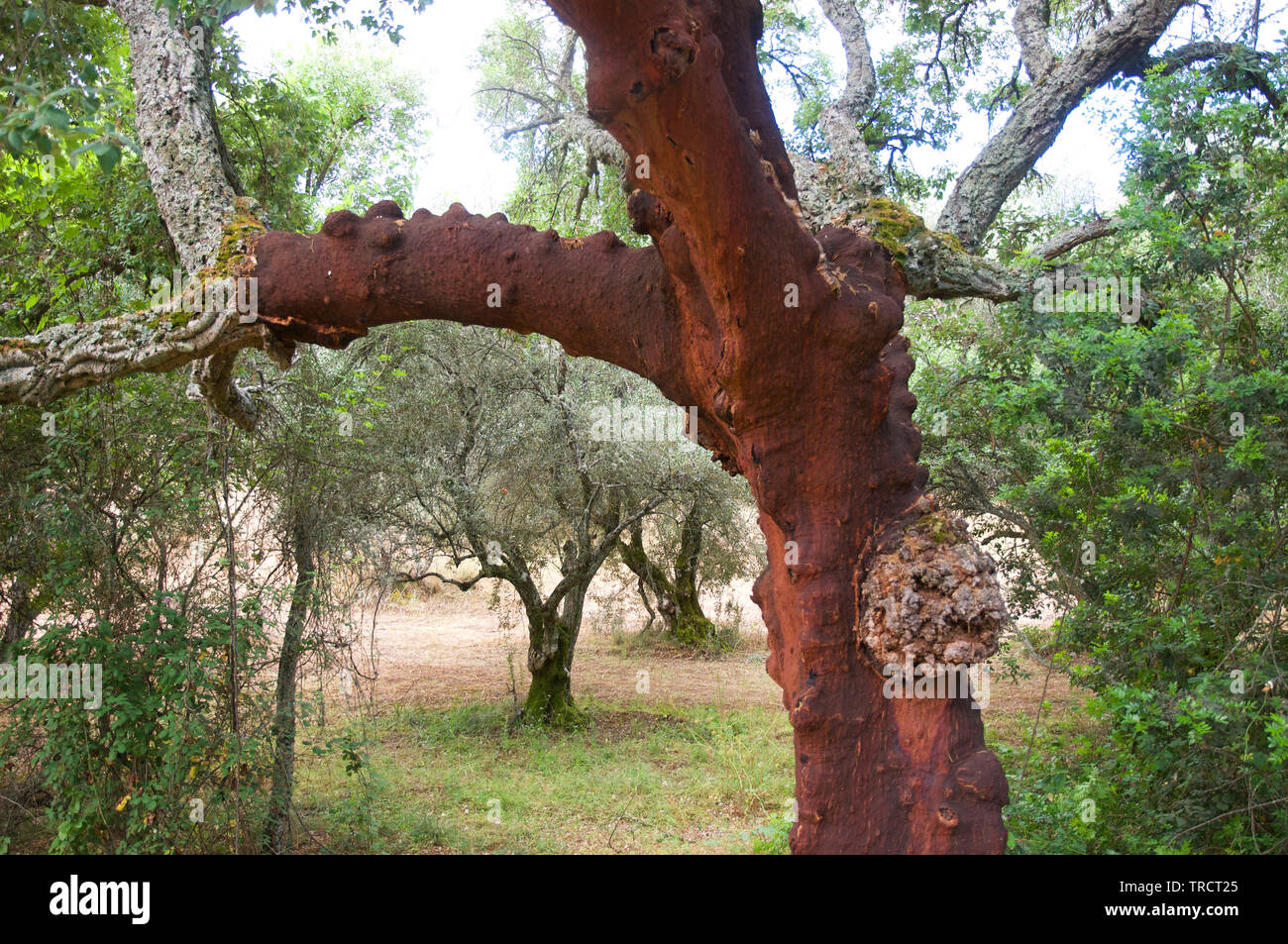 cork oak tree, recently stripped Stock Photo