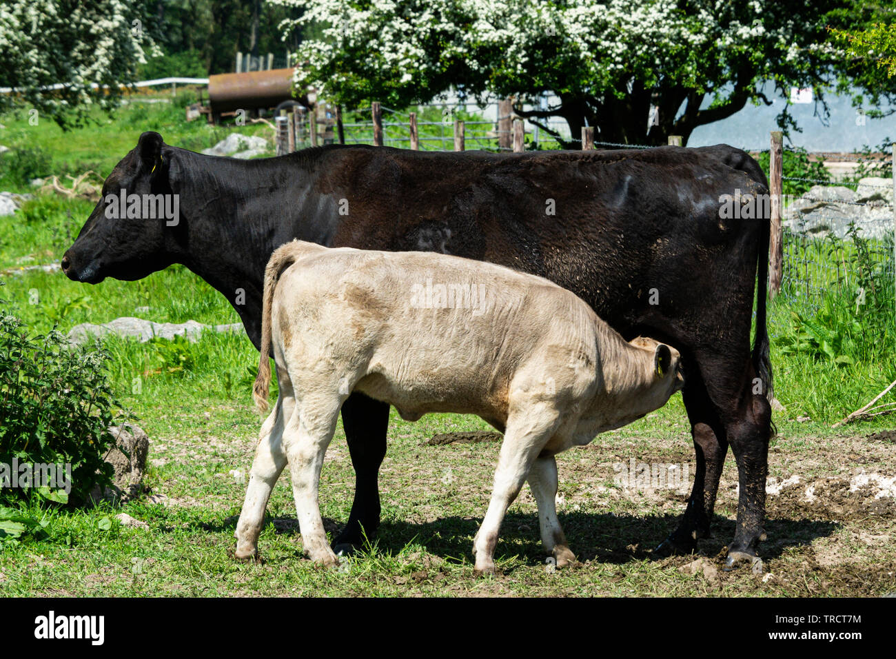 A calf drinking milk from its mother Stock Photo - Alamy