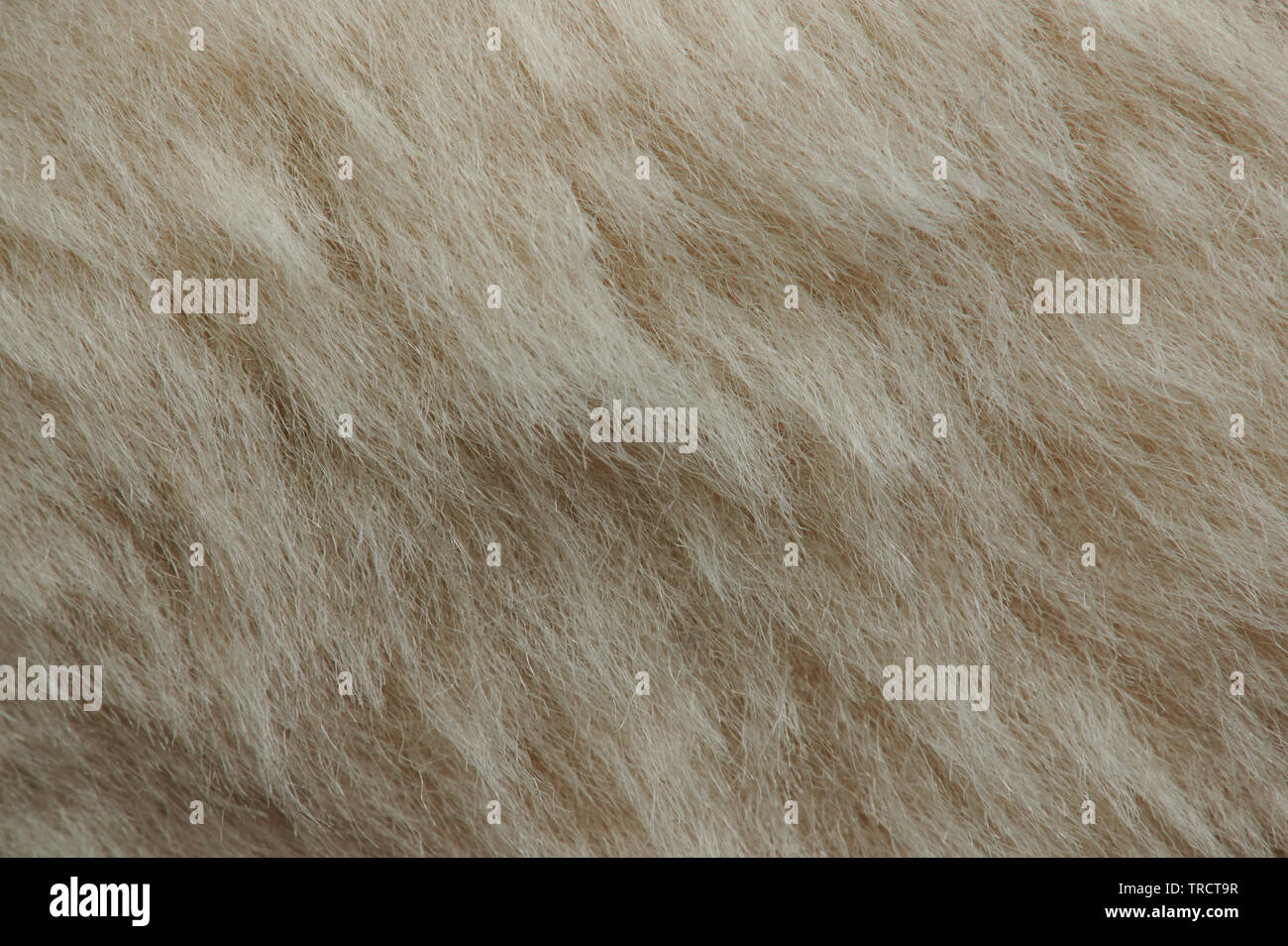 Light brown dog fur texture close up view Stock Photo