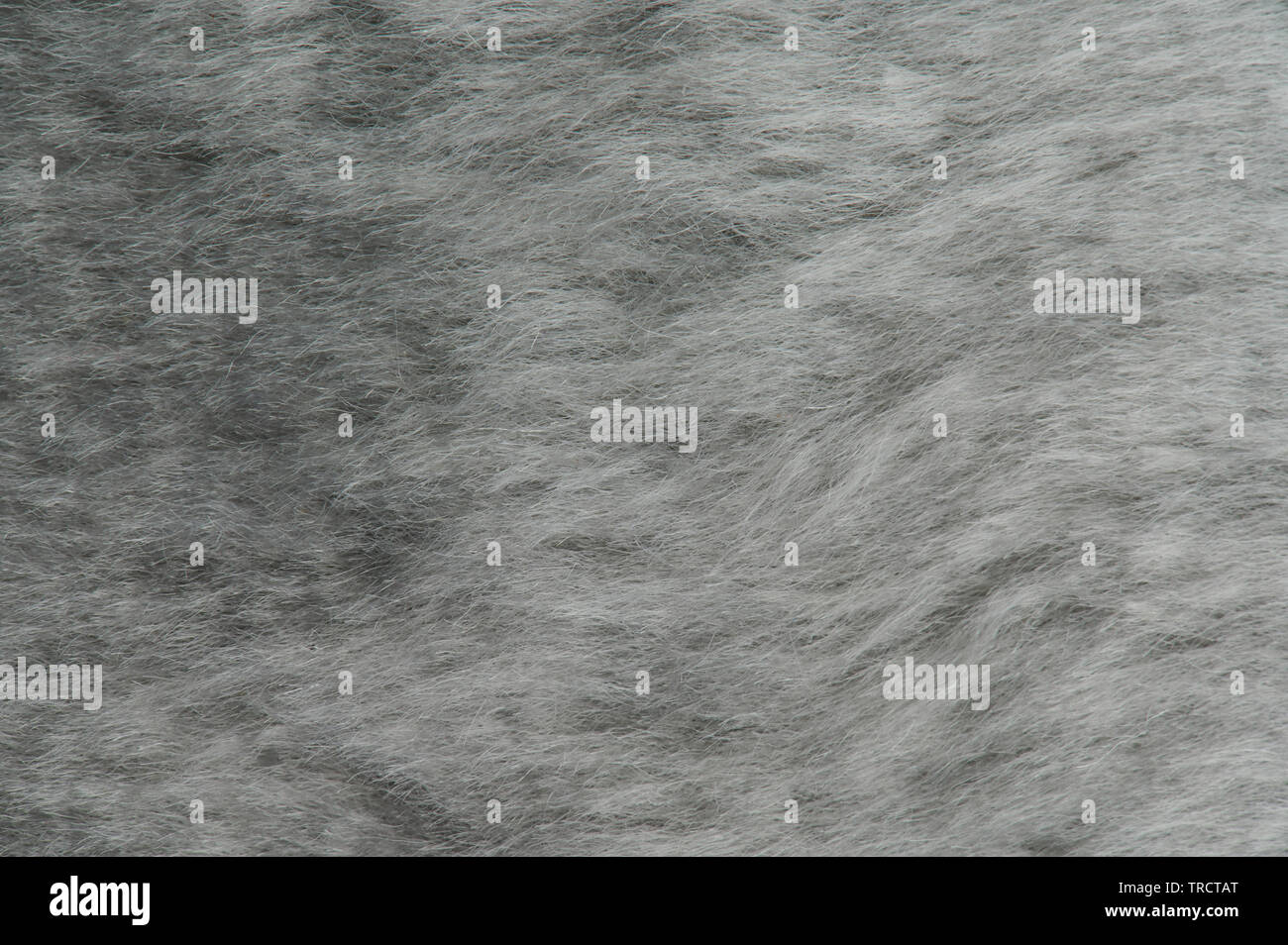 Grey soft fur background macro close up view Stock Photo