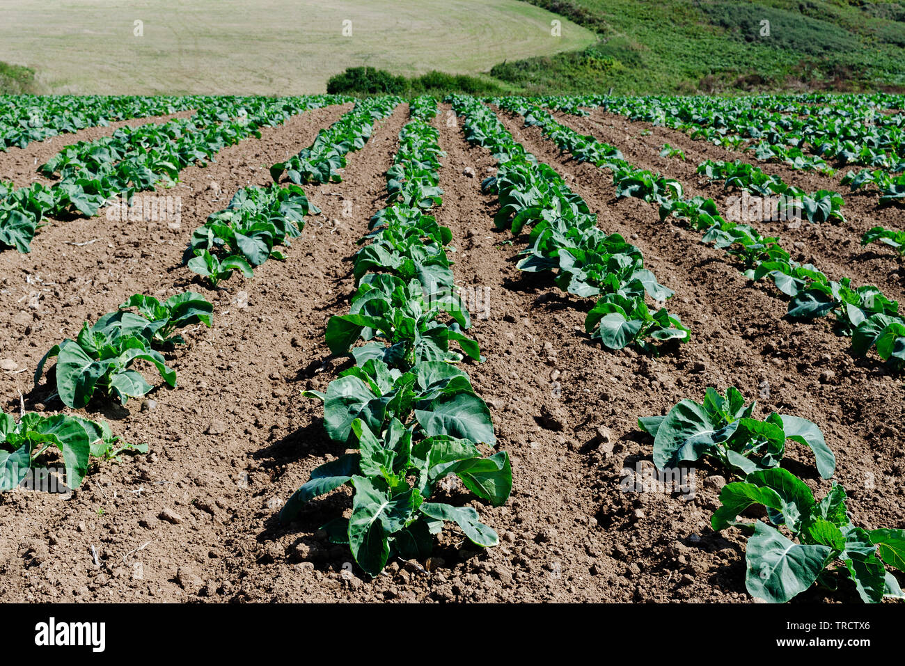 organic cabbage crop Stock Photo