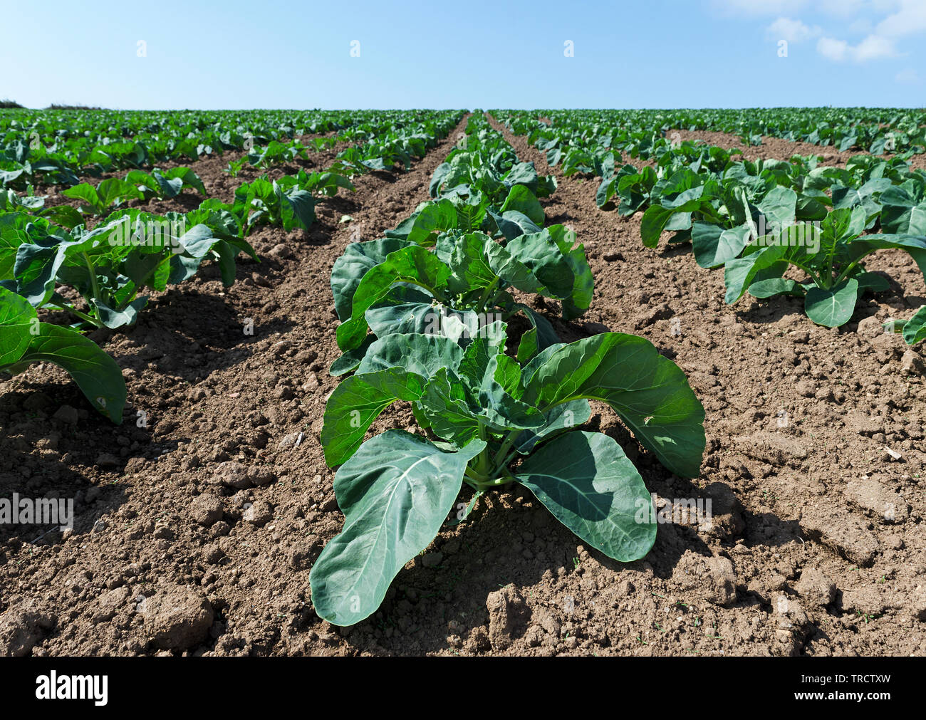 organic cabbage crop Stock Photo Alamy