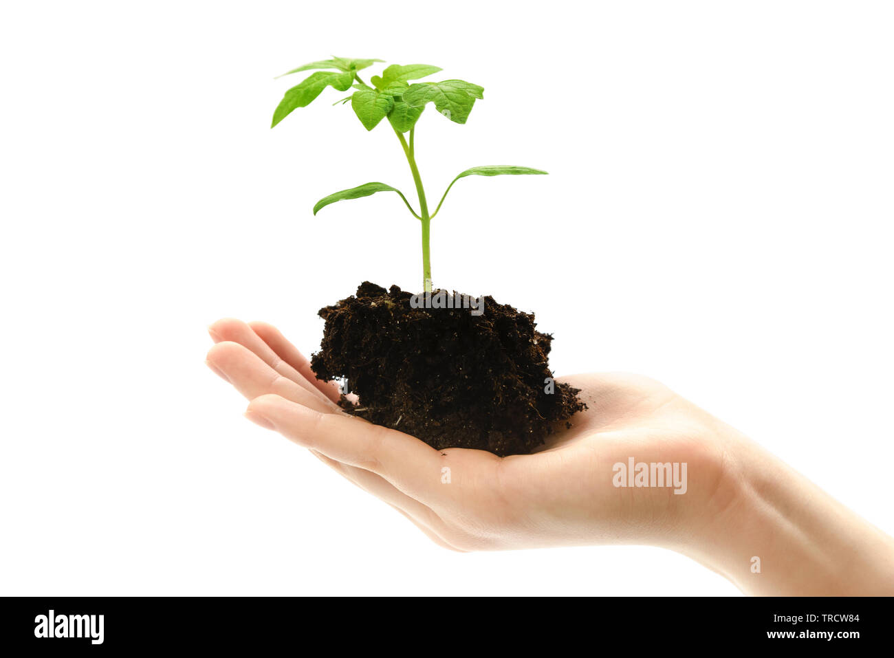 Organic food concept - female hand holding small plant of tomato ...