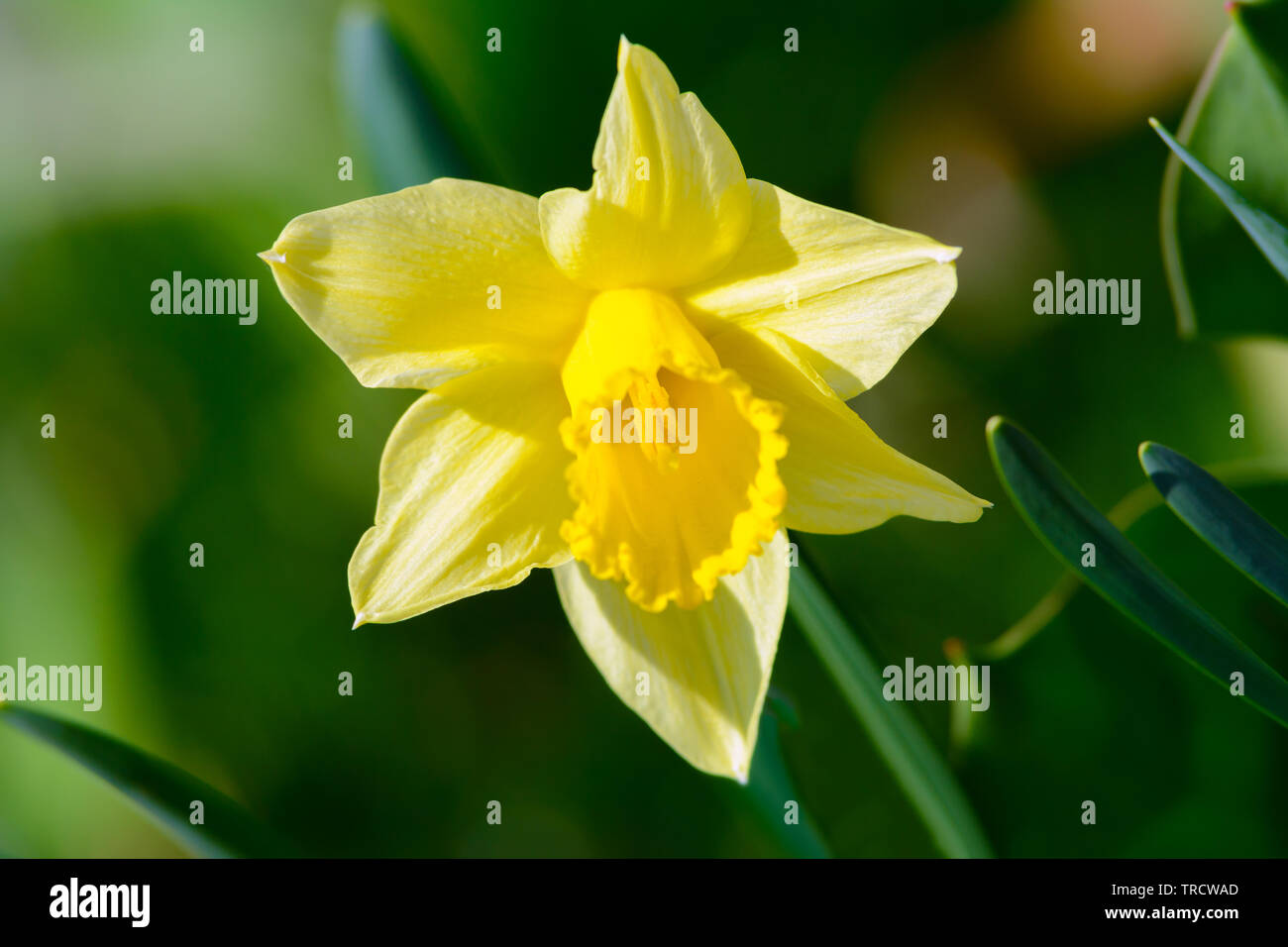 Head of a yellow daffodil flower blooming in the spring garden in close-up. Stock Photo
