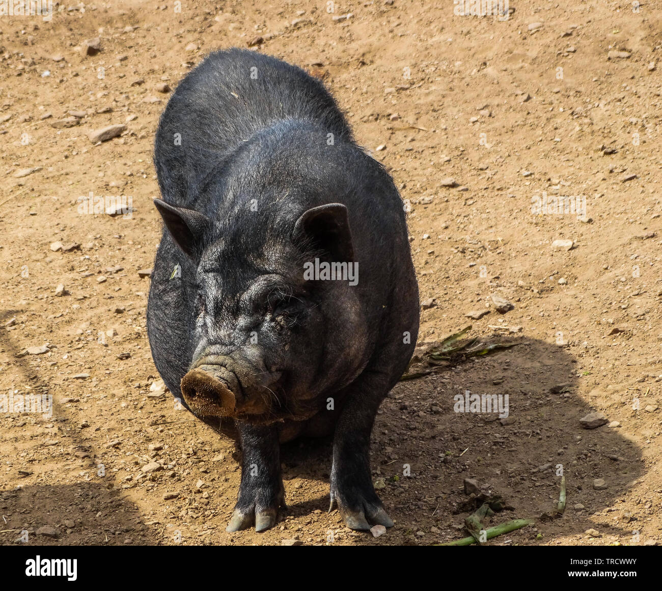 black big Vietnamese pig Stock Photo
