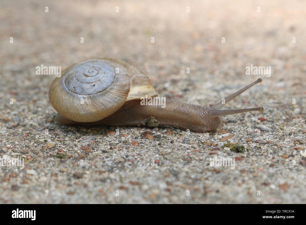 Closeup of a flat coil snail moving along Stock Photo