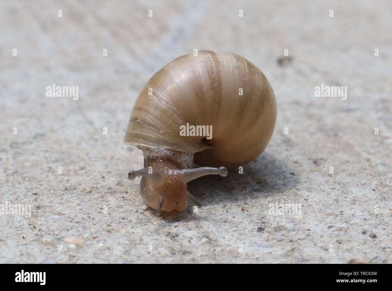 Macro shot of a snail from the front Stock Photo