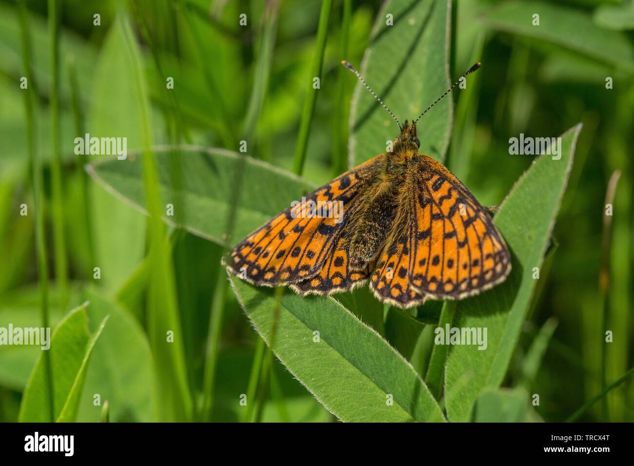 Silver bordered fritillary butterfly hires stock photography and