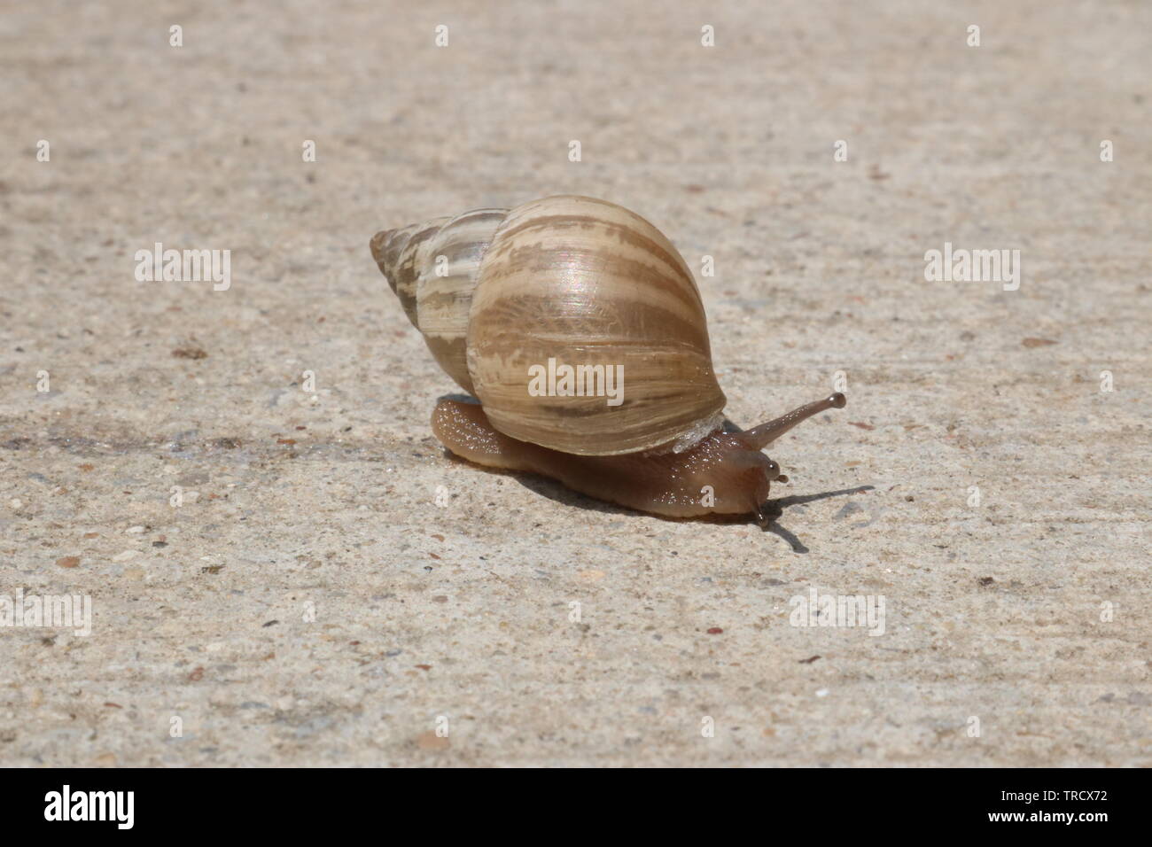 Snail leaving a slime trail Stock Photo