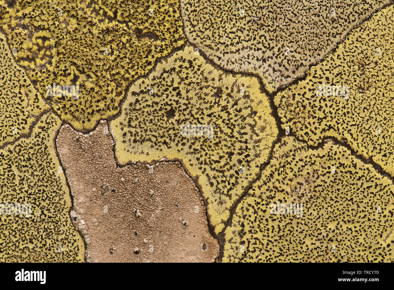 Lichen of the genus rhizocarpon. Rhizocarpon geographicum Stock Photo