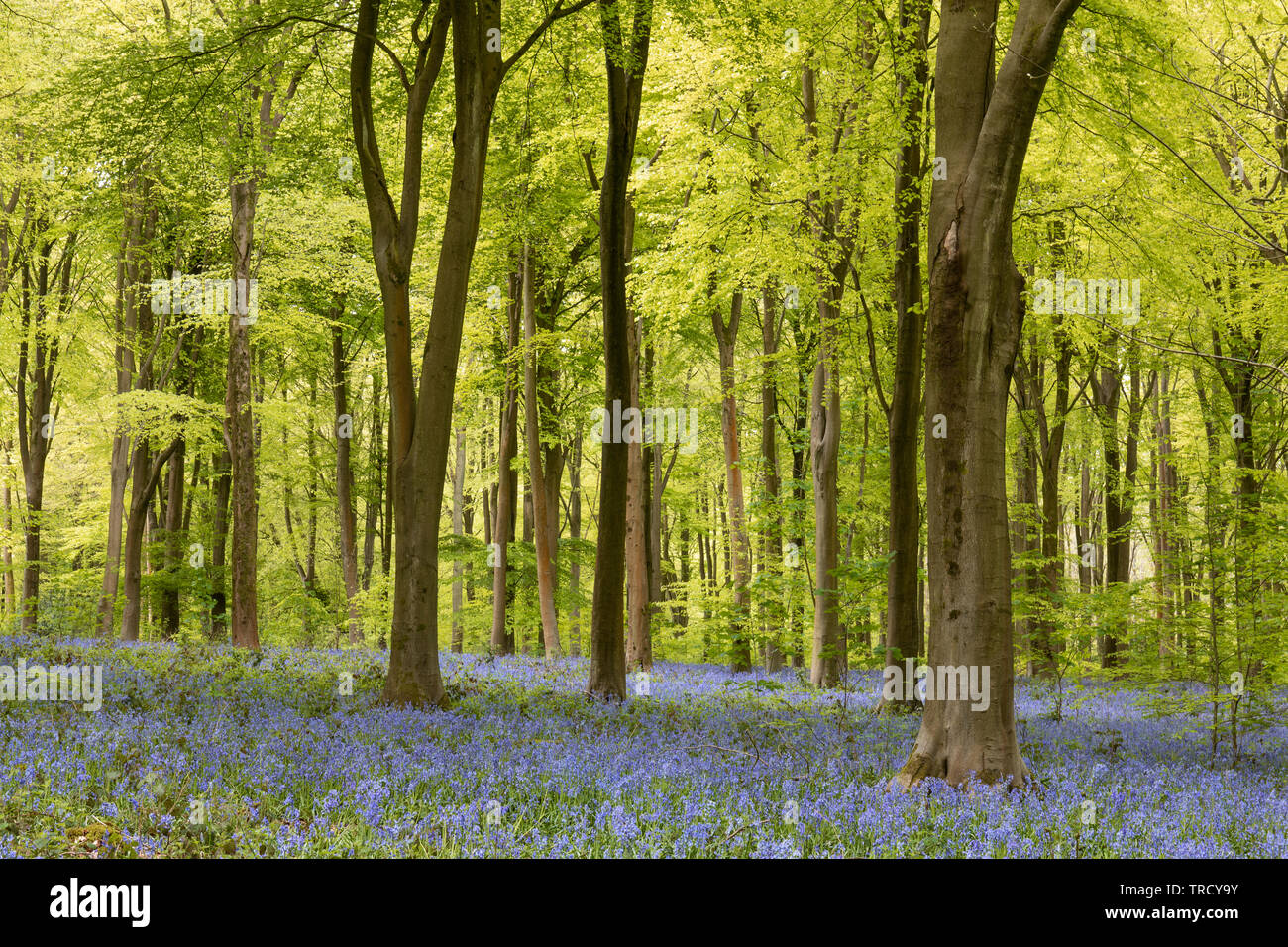 Spring Wood High Resolution Stock Photography and Images - Alamy