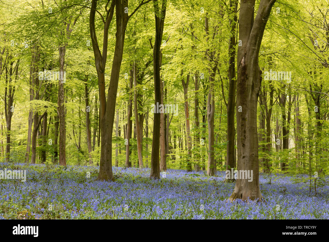 Spring leaves on the beech trees and bluebells - Hyacinthoides non scripta flowering at West Woods bluebell wood, Near Marlborough, Wiltshire, England Stock Photo