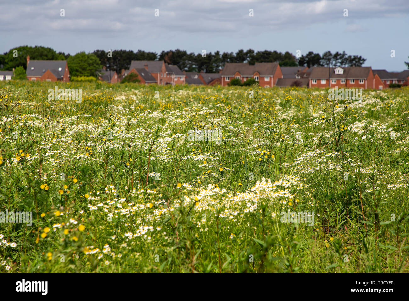 Farmers land in it's fallow year - greenbelt to become a controversial ...