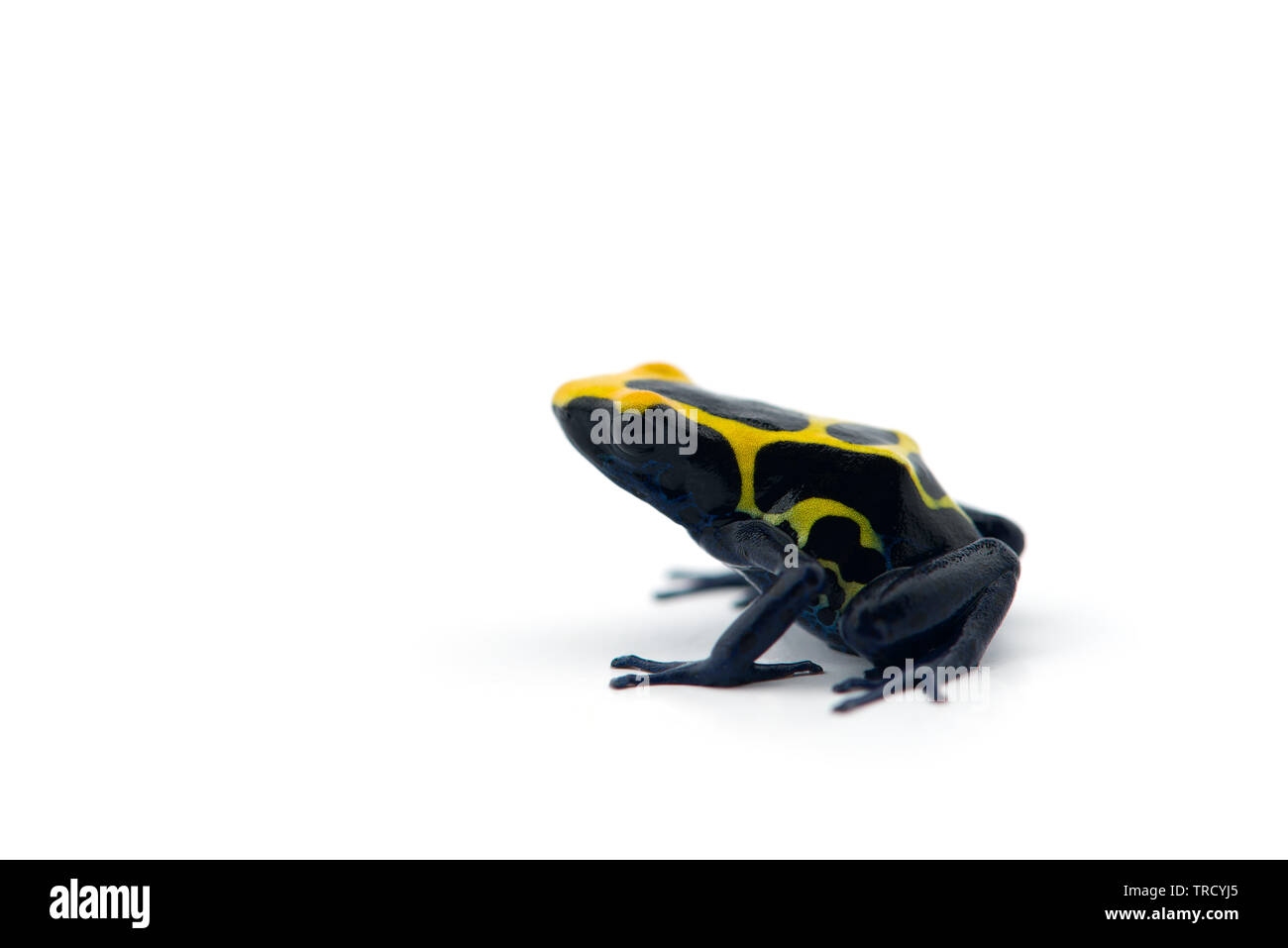 Blue-yellow poison dart frog isolated on white background Stock Photo