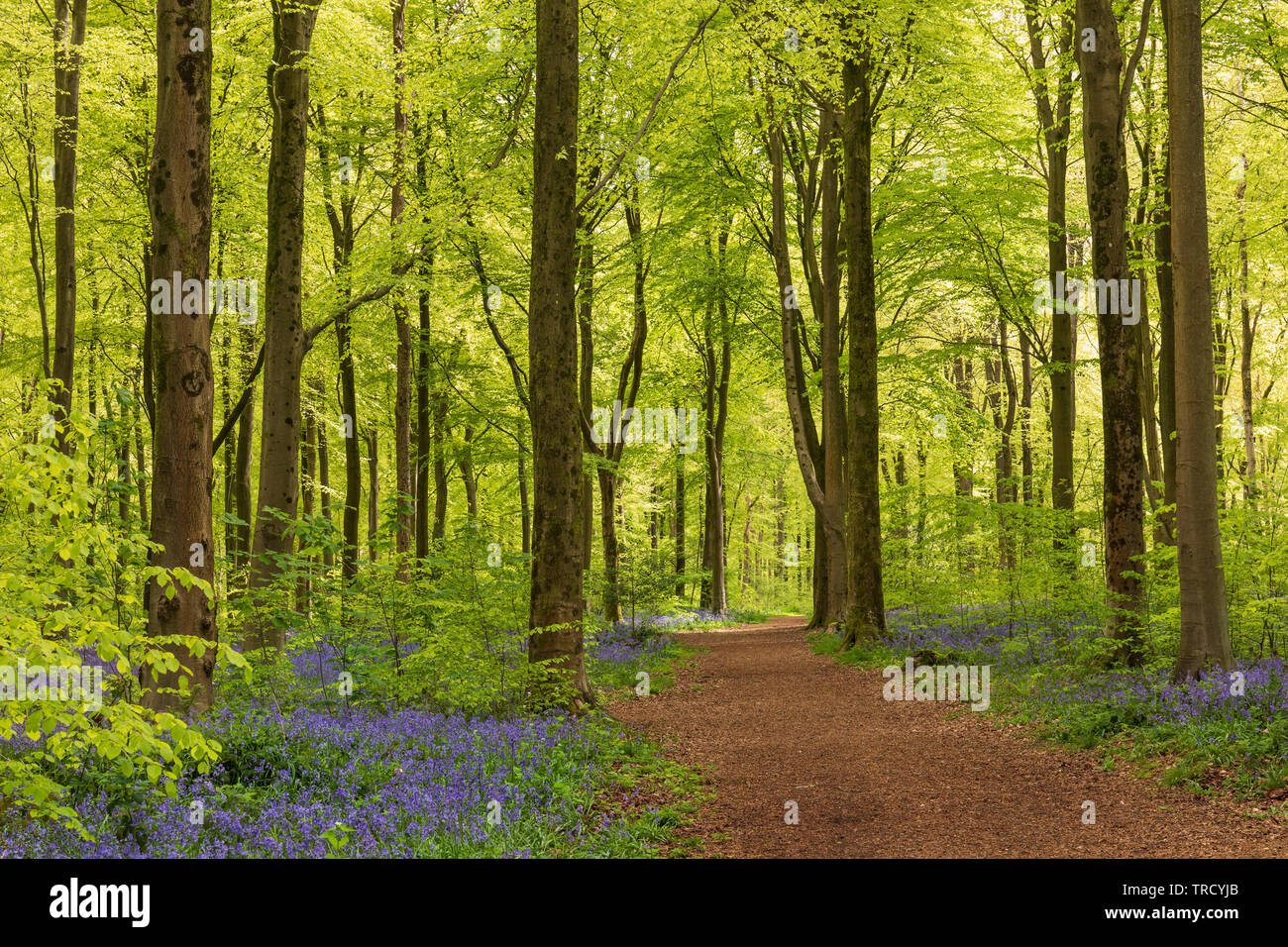 Path through the flowering bluebells and new spring leaves on the beech trees at West Woods bluebell wood, Near Marlborough, Wiltshire, England, UK Stock Photo