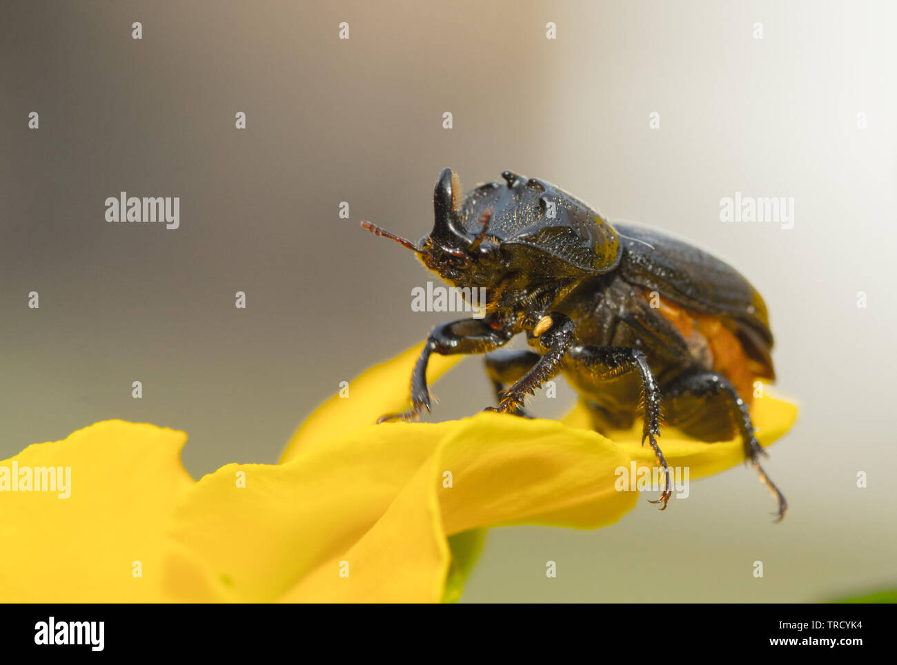 Rhinoceros Beetle on a yellow flower, Wildlife, nature reserve in spring Stock Photo