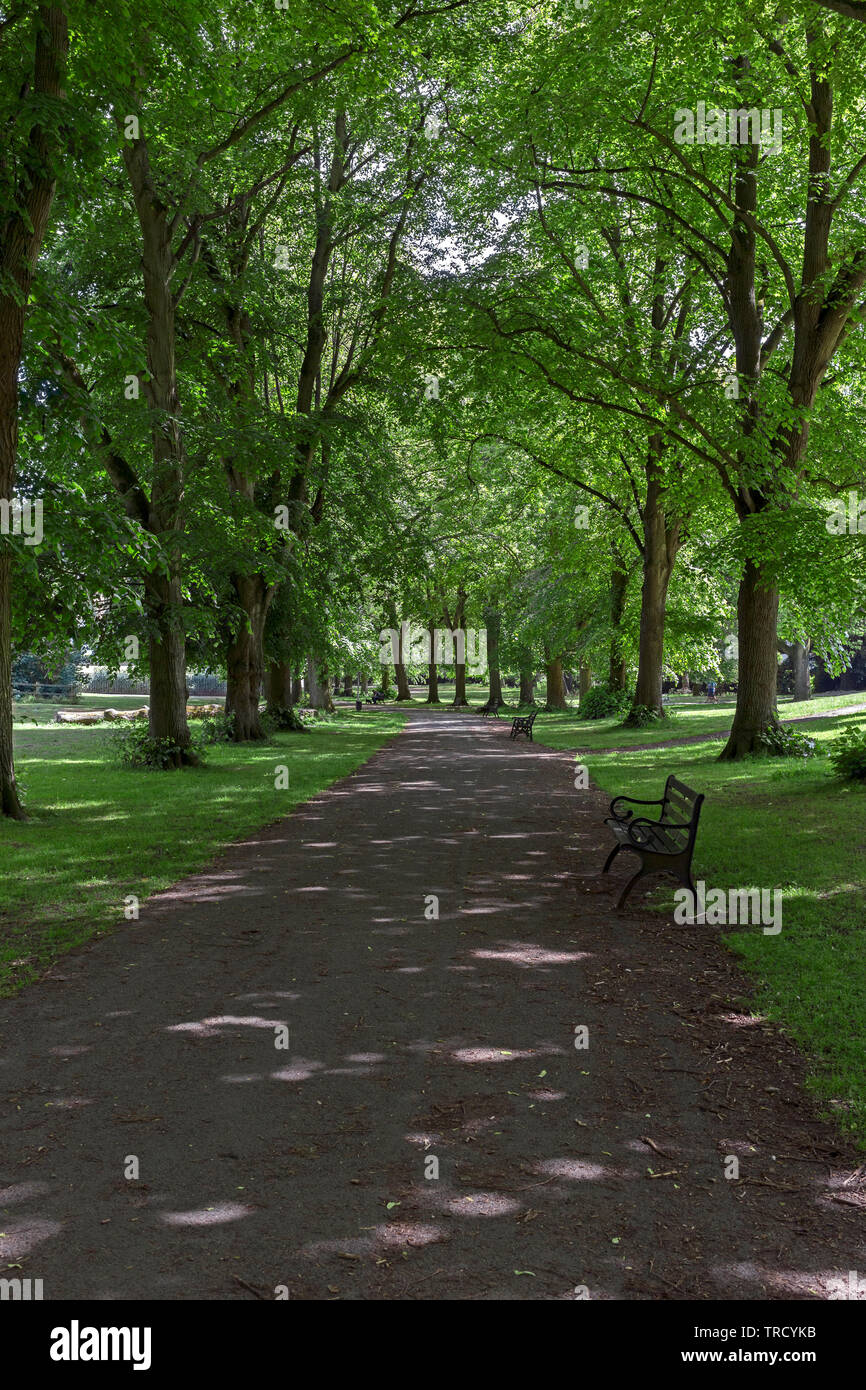 An avenue of lime trees in Ashcombe Park, Weston-super-Mare, UK Stock Photo