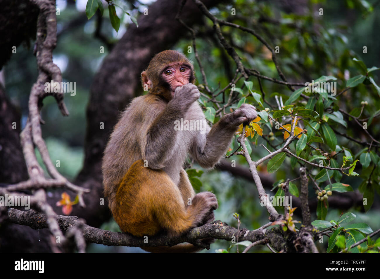 Monkey On A Tree, Eating Fruits Stock Photo