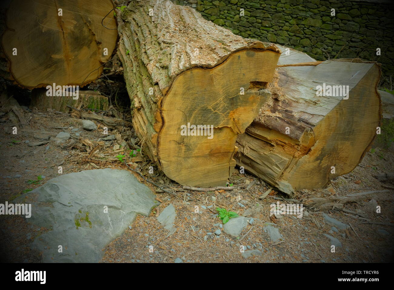 Split tree trunk hires stock photography and images Alamy