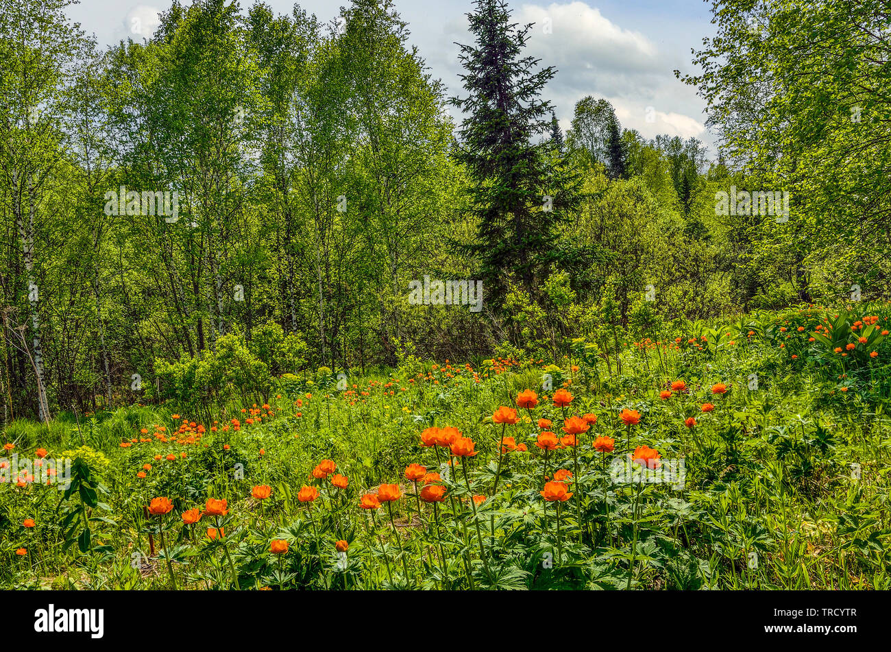 Bright orange wild flowers on the flowering spring meadow . Globe-flowers (Trollius asiaticus) - endangered plants wich need in protection and conserv Stock Photo
