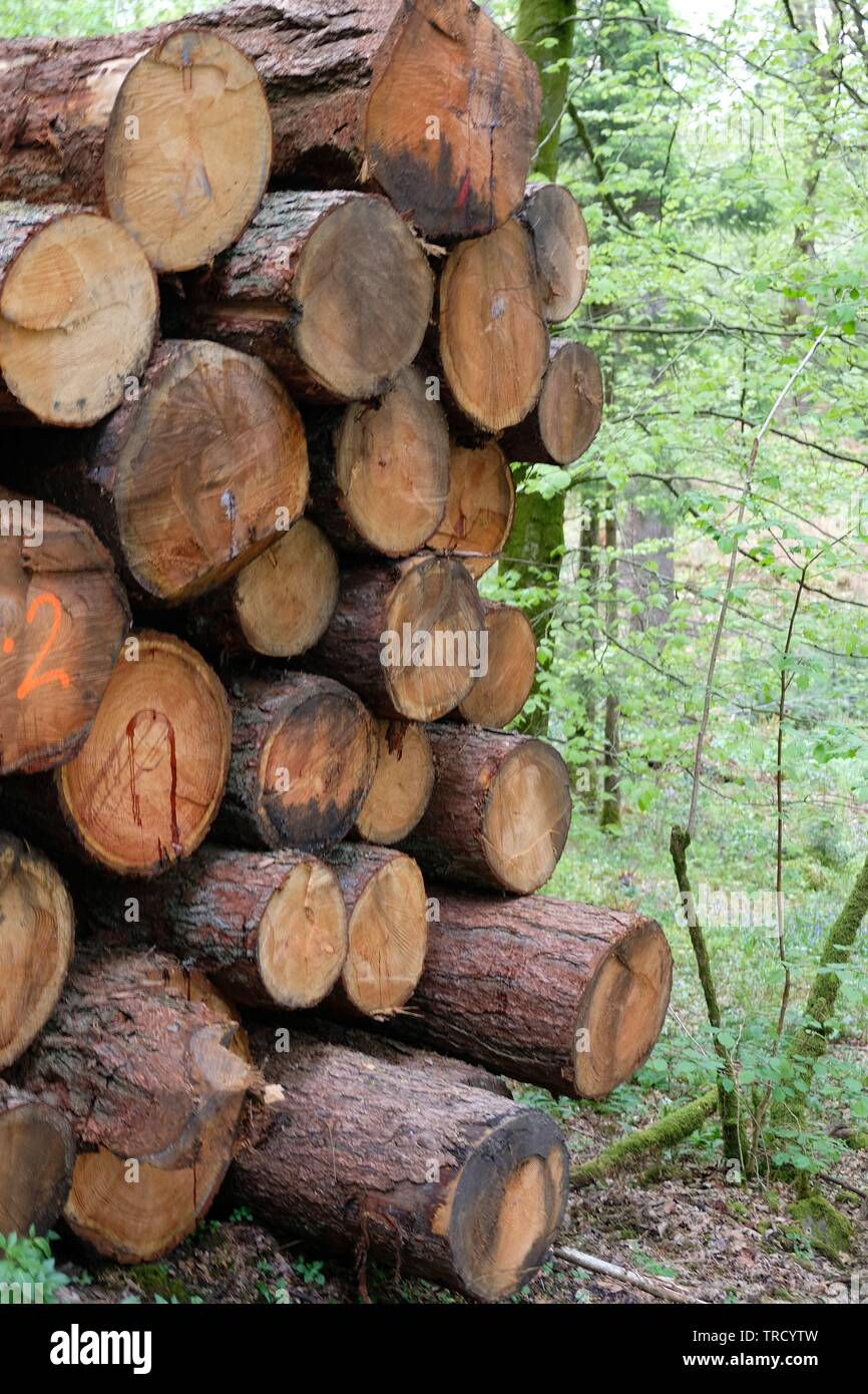 Pile wood cut from trees hi-res stock photography and images - Alamy