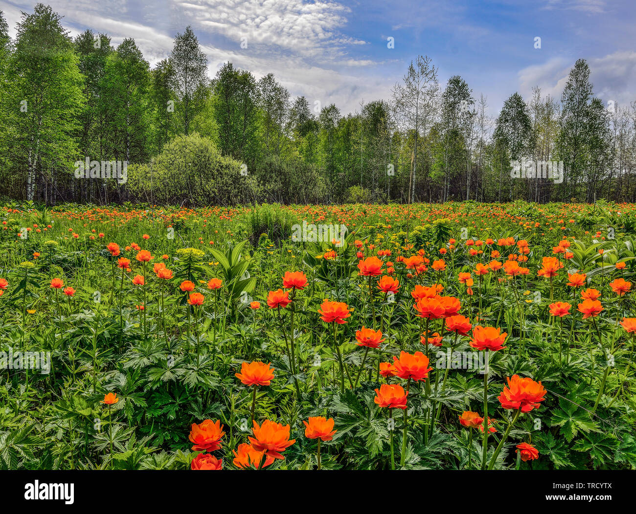 Bright orange wild flowers on the flowering spring meadow . Globe-flowers (Trollius asiaticus) - endangered plants wich need in protection and conserv Stock Photo