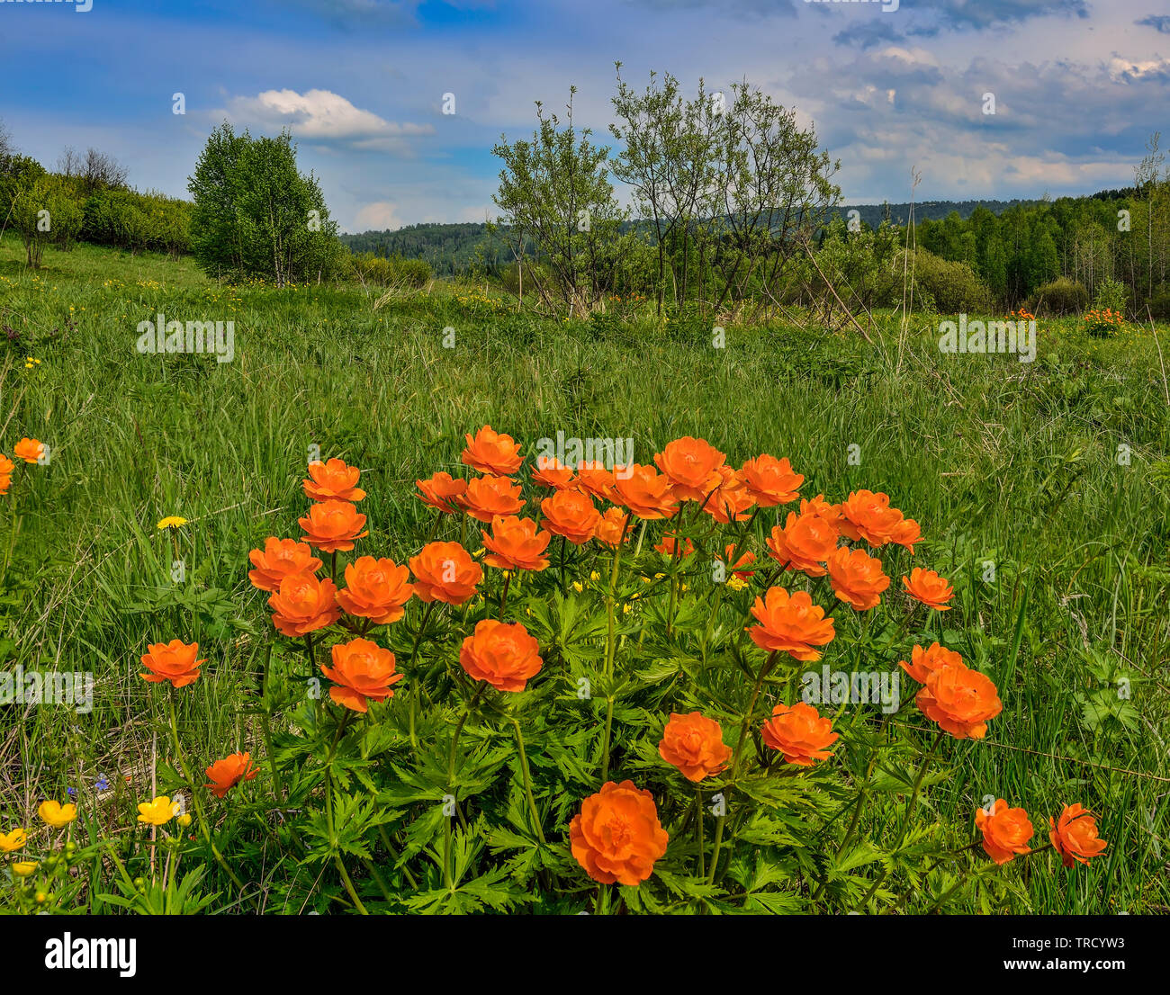 Bright orange wild flowers on the meadow at foreground. Globe-flowers (Trollius asiaticus) - endangered plants wich need in protection and conservatio Stock Photo