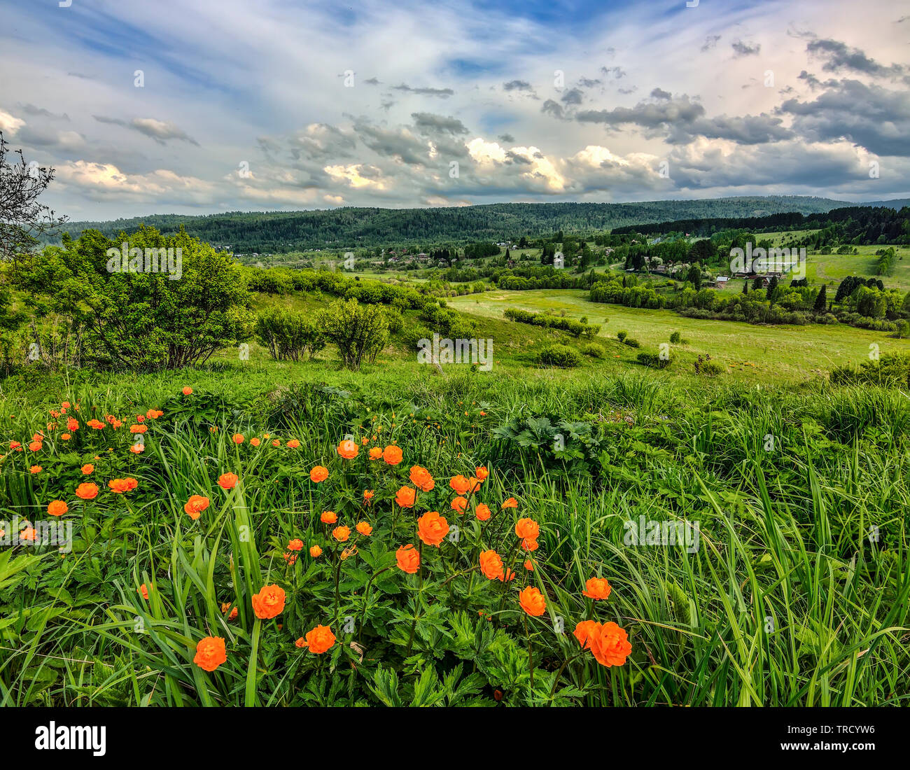 Bright orange wild flowers on the hill at foreground. The globe-flower (Trollius asiaticus) - endangered plants wich need in protection and conservati Stock Photo