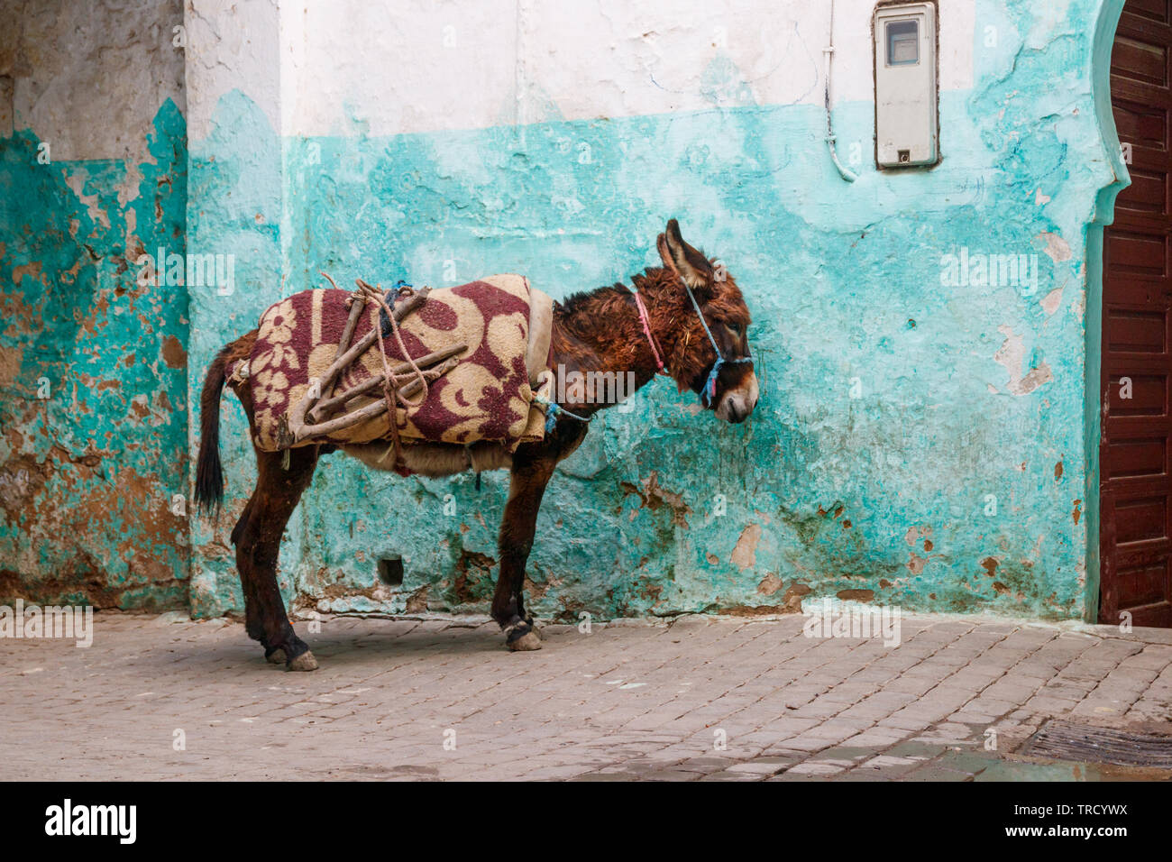 A donkey (Equus africanus asinus) waiting in a cyan white painted alley of the Moroccan village Moulay Idriss. Stock Photo