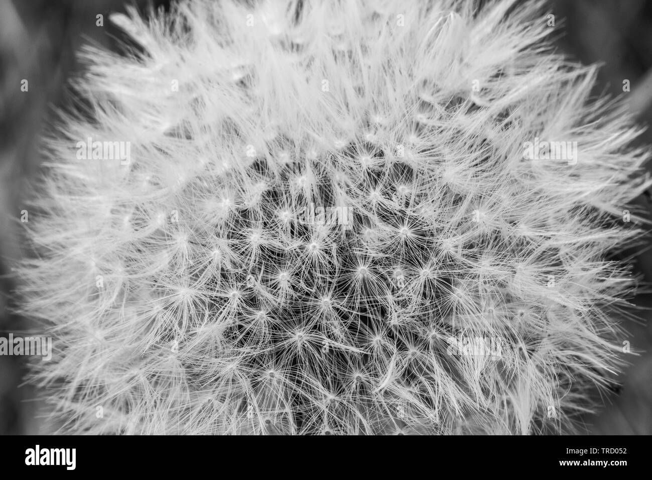 Flower and species Black and White Stock Photos & Images - Alamy