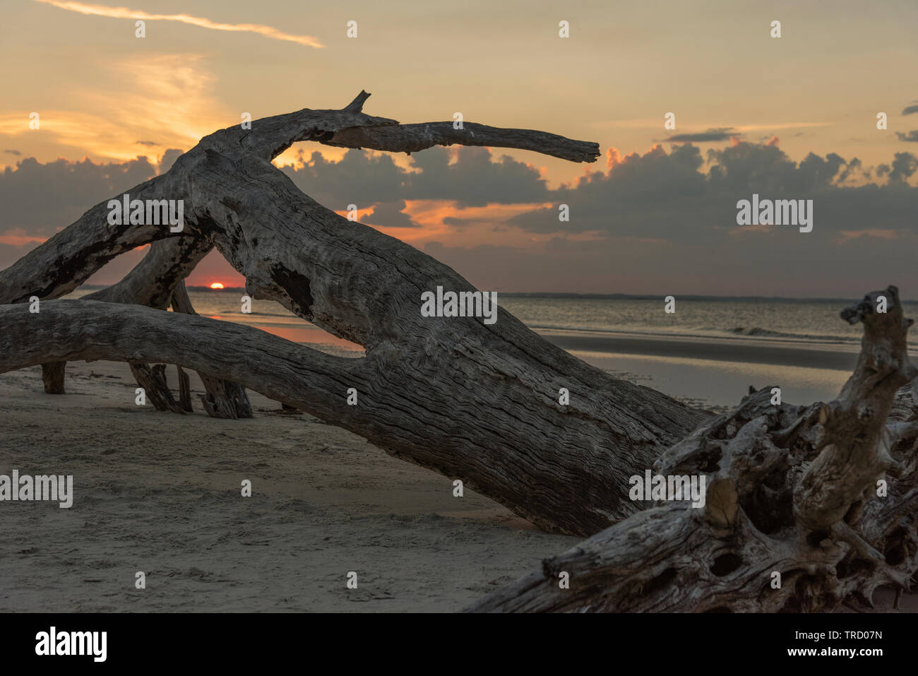 Sunset on Jekyll Island, Brunswick Driftwood Beach Stock Photo